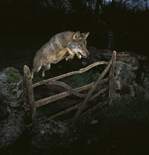 2009 - Josè Rodriguez - Wildlife Photographer of the Year