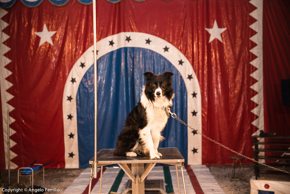 MARIA BIANCHI NON È DIVERSA DA MARY&nbsp;WHITE