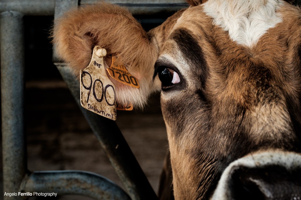 CONCORSI FOTOGRAFICI – ISTRUZIONI PER&nbsp;L’USO