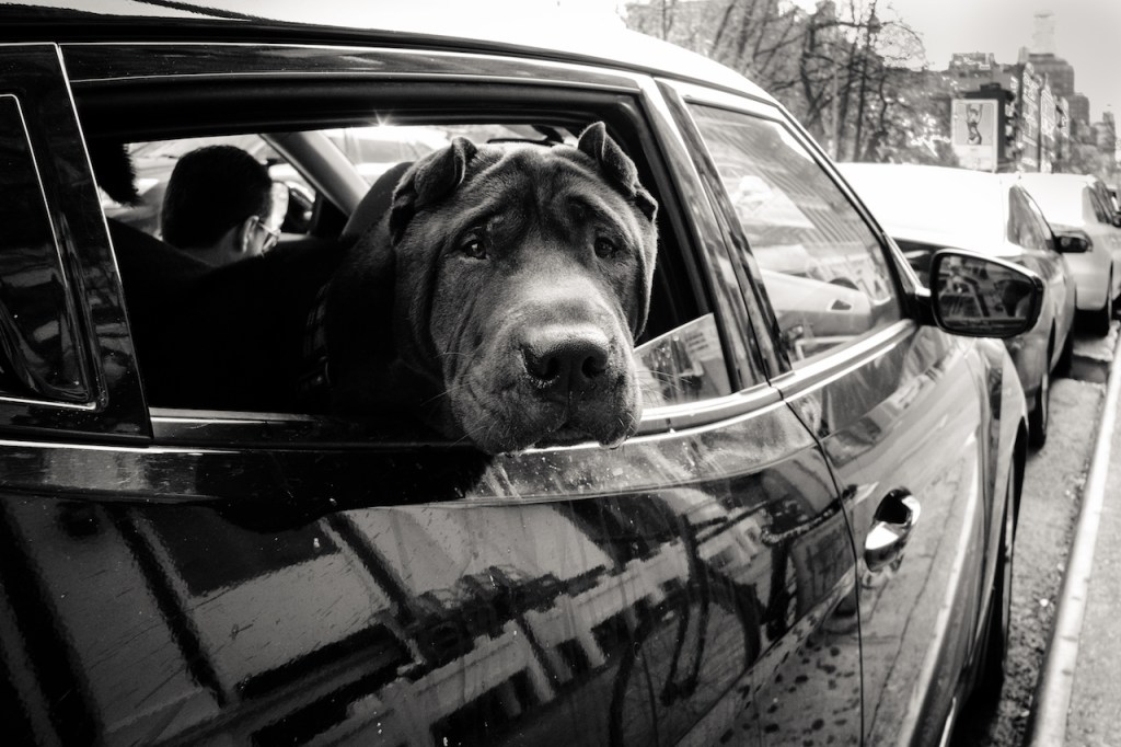 NEW YORK INDIPENDENCE&nbsp;PHOTOGRAPHY